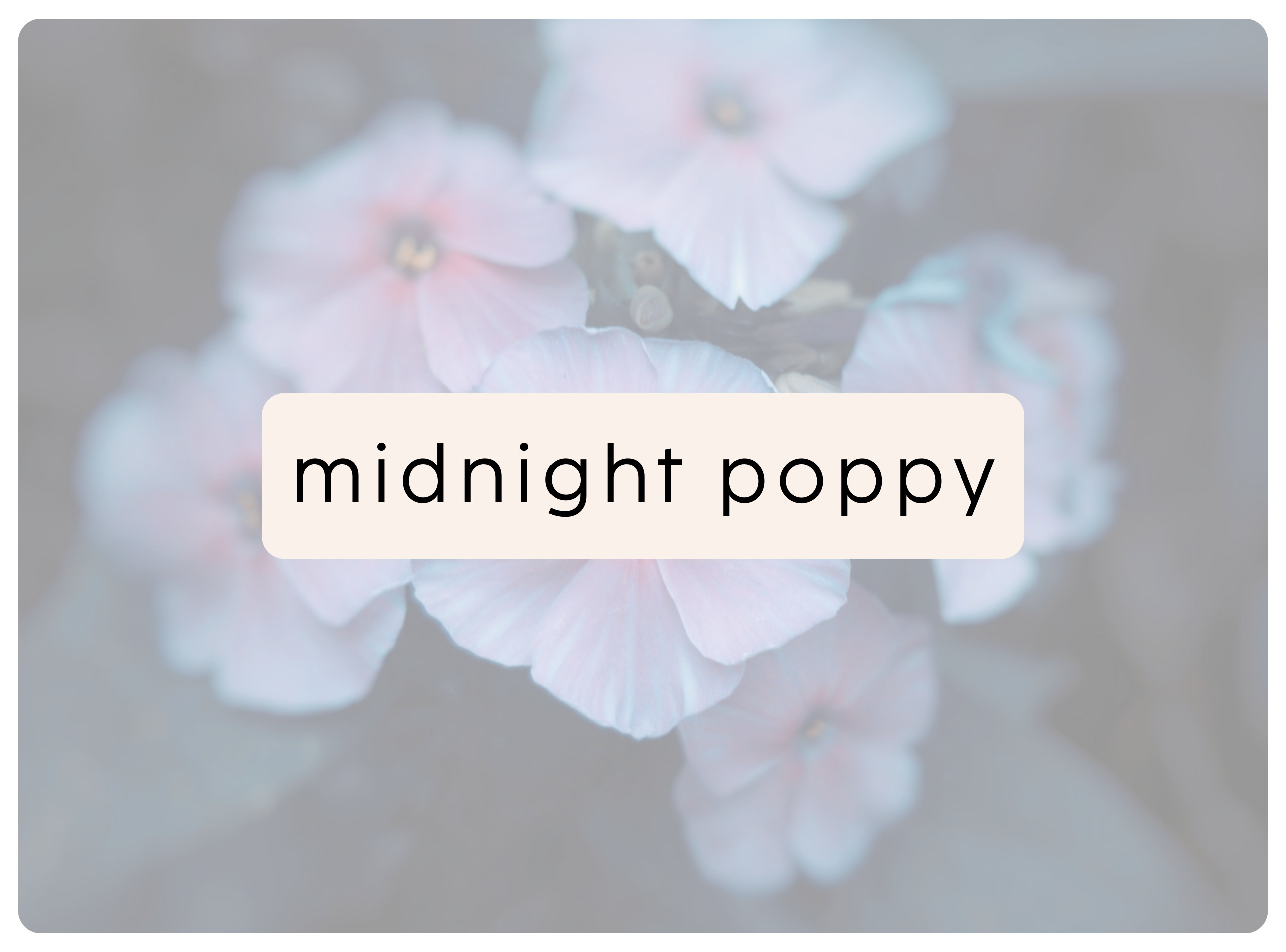 midnight poppy – Collective Harmony Co