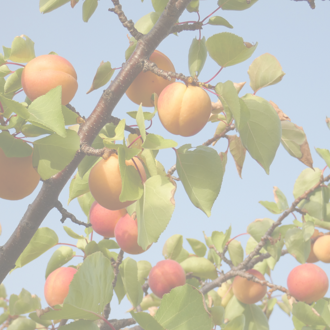 apricot pear