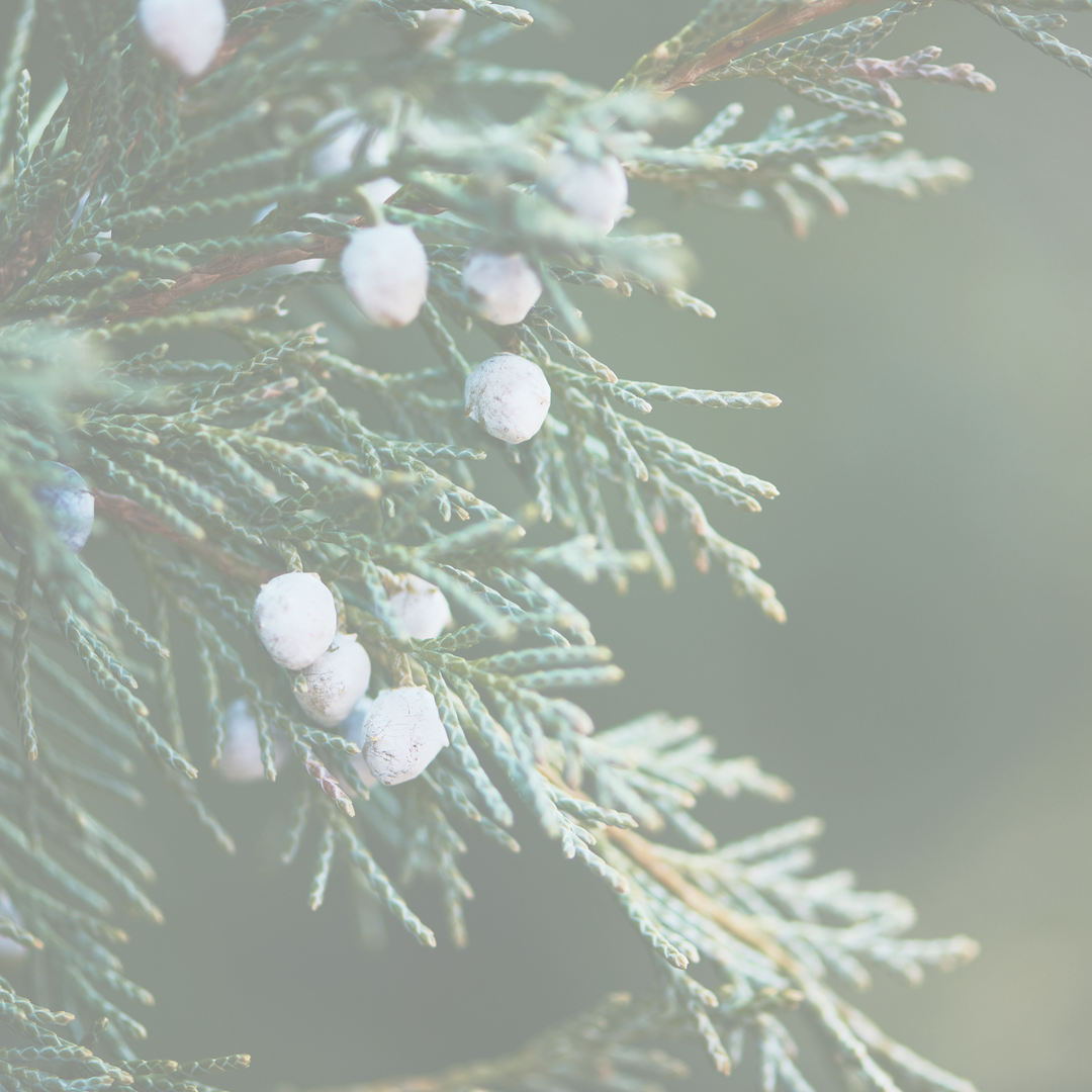 frosted juniper + pine