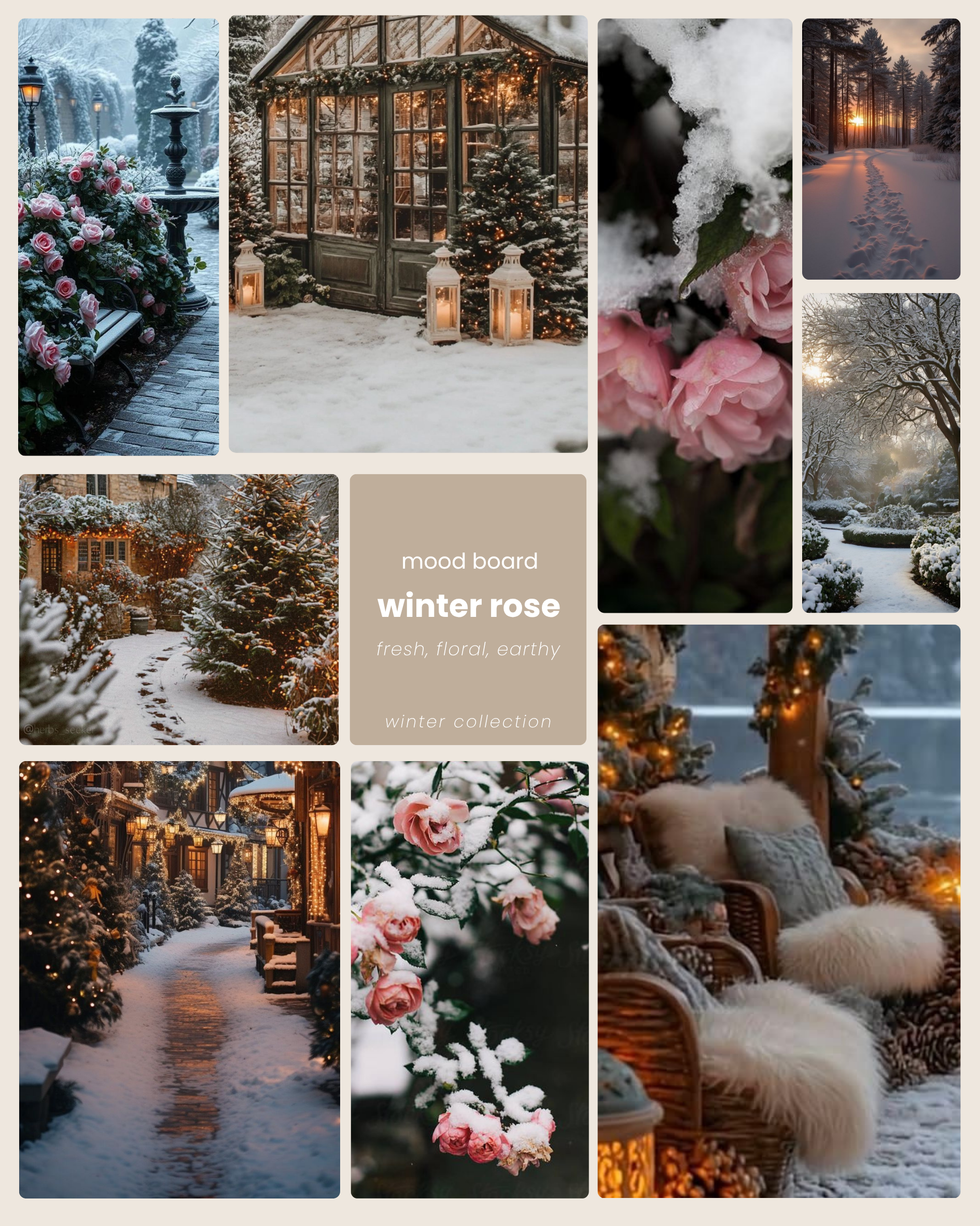 winter rose