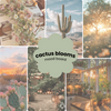cactus blooms